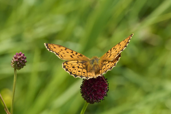 Violetter Silberfalter