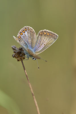Heute nochmal in aller Frühe zum  Hauhechel-Bläuling / Polyommatus icarus -  Bottrop Halde Schöttelheide - (03.08.2020)