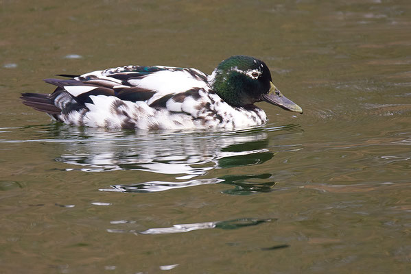 Stockente Hybrid