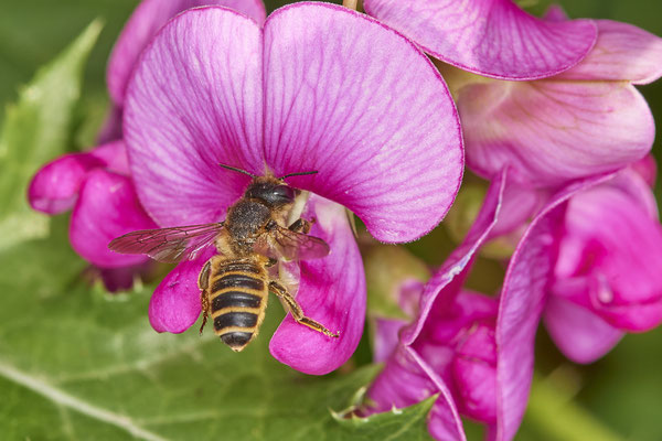Nr.0766 - Megachile ericetorum / Platterbsen-Mörtelbiene - OB Zeche Sterkrade - 51°31`09.30" 6°50`16.06" - (19.06.2019)