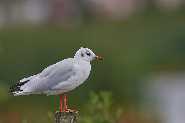 Lachmöwe