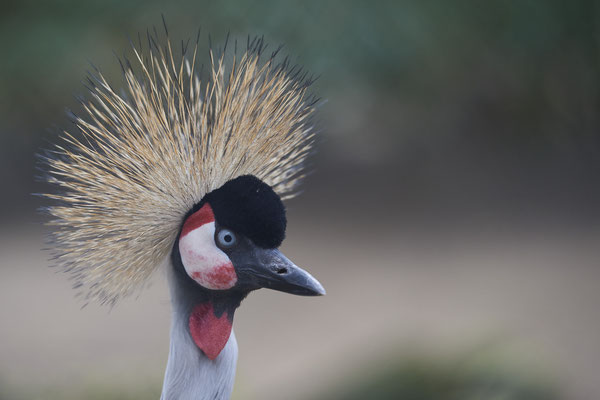Kronenkranich  - Vogelpark Eckenhagen
