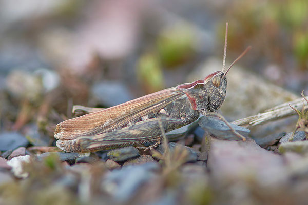 Chorthippus-biguttulus-Gruppe