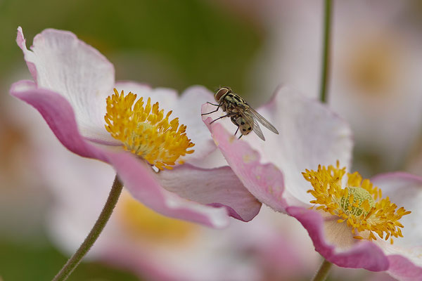 Gefleckte Hausfliege