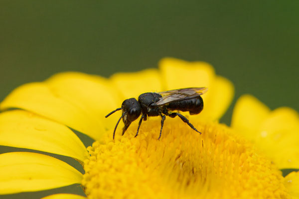 Heriades truncorum - Garten