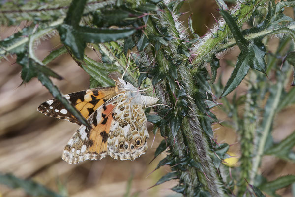 Distelfalter bei der Eiablage
