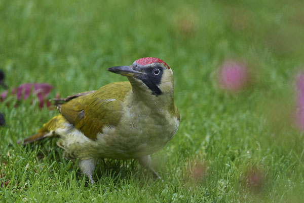 Grünspecht Weibchen im Garten - (18.10.2019)