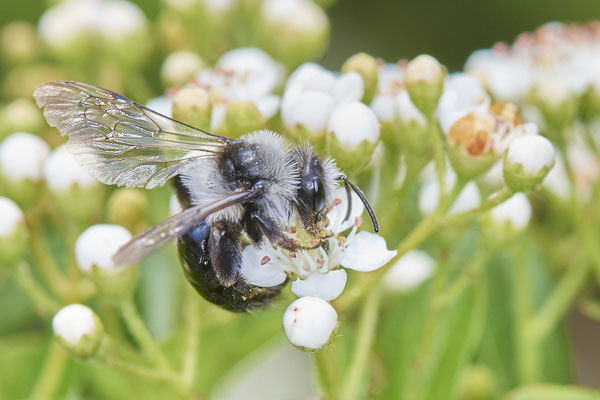 Nr.0610 - Andrena cineraria / Grauschwarze Düstersandbiene - GE-Buer Zeche Hugo - 51°34`09.98" 7°02`18.09" - (24.05.2019)
