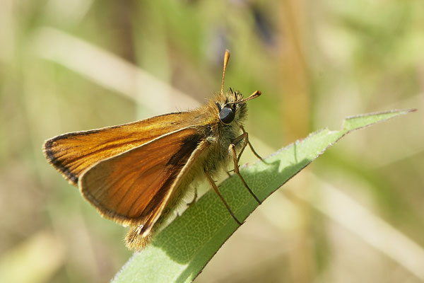 Braunkolbiger Braun-Dickkopffalter - LMB - (02.07.2021)