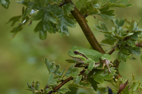 Laubfrosch - (20.08.2021)