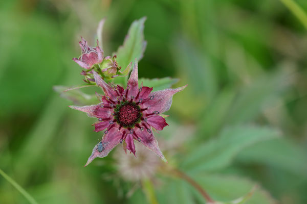 Sumpf-Blutauge - (Urlaub im Allgäu / Bayern vom  08.06. bis 19.06.2025)