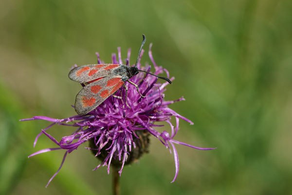 Beilfleck-Widderchen