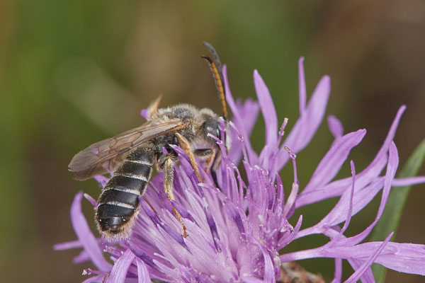 Halictus quadricinctus - Dinslaken Emschermündung - 51°33`52.87" 6°41`48.98" - (13.08.2020) - Rote Liste: Kategorie 3: Gefährdet