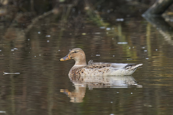 Stockente - Fehlfarbe