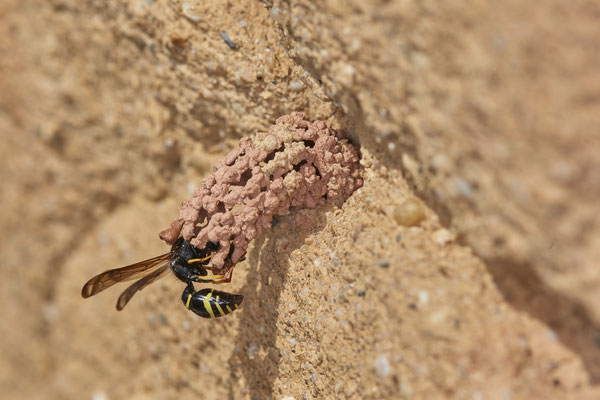 Nr.0589 - Odynerus spinipes / Gemeine Schornsteinwespe - Nabu-Naturschutzhof Nettetal - 51°19`29.92" 6°15`01.26" - (23.05.2019)