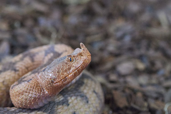 Hornvieper - Besuch mit der Fotogruppe Nabu Herne im Terrazoo - (03.08.2019)