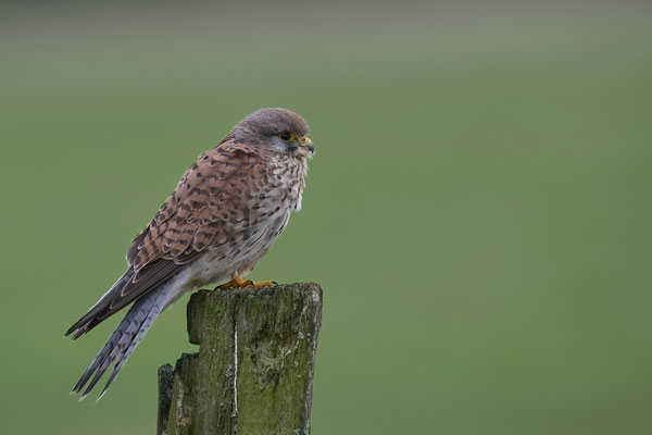 Turmfalke