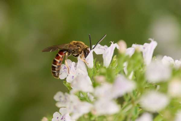 Lasioglossum calceatum
