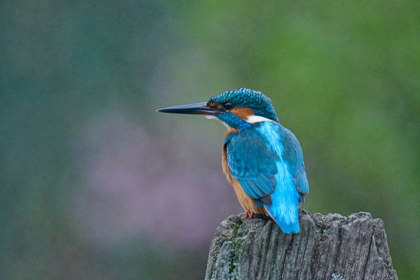 Eisvogel - heute Morgen, 7:00 Uhr, Iso 6400 - im Garten