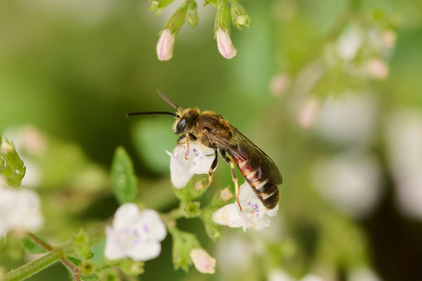 Lasioglossum calceatum