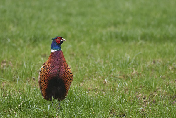 Jagdfasan - DU-Rheinaue Walsum - (23.01.2020)