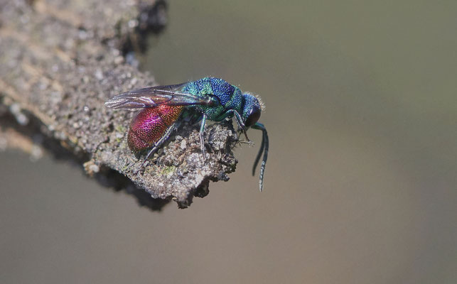 Goldwespe-Chrysis-Ignita