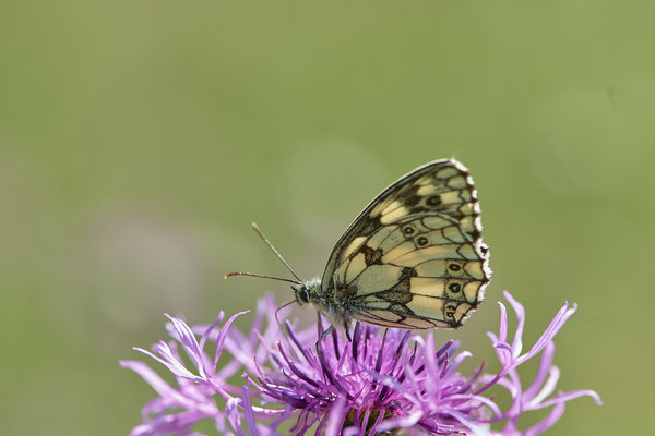 Nr.0041 - Schachbrett / Melanargia galathea - Kaiserstuhl - (23.06.2020)