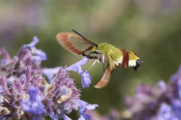 Hummelschwärmer - (Urlaub im Allgäu / Bayern vom  08.07. bis 17.07.2022)