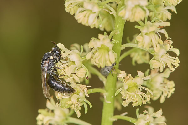 Nr.0756 - Hylaeus signatus / Reseden-Maskenbiene - f - OB Hoag Fahrradtrasse - 51°30`13.64" 6°50`46.65" - (19.06.2019)