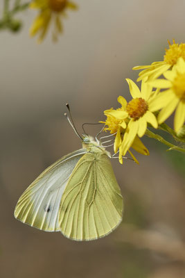 Kleiner Kohlweißling - Hünxe - (25.06.2022)