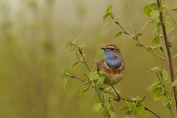 Blaukehlchen - Wanderung durchs Moor