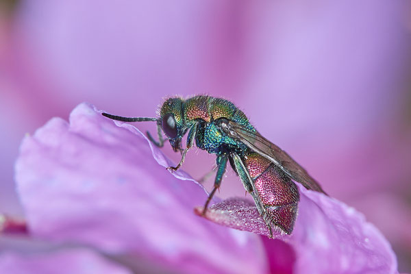 Nr.0956 - Hedychrum rutilans / Goldwespe - parasitisieren beim Bienenwolf Philanthus triangulum - OB LMB - 51°29`11.55" 6°53`53.48" - (03.07.2019)