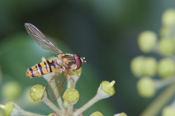 Nr. 04/18 - Hainschwebfliege (Episyrphus balteatus) Oberhausen-Schmachtendorf Hiesfelderstraße 22.09.2018