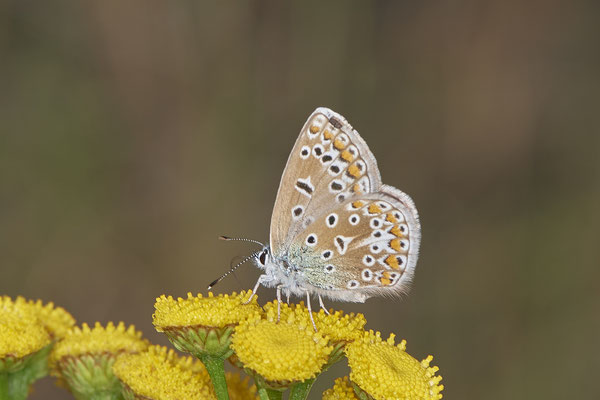 Polyommatus icarus / Hauhechel-Bläuling - Bottrop Halde Schöttelheide - 51°33`41.04" 6°53`39.96" - (01.08.2020)