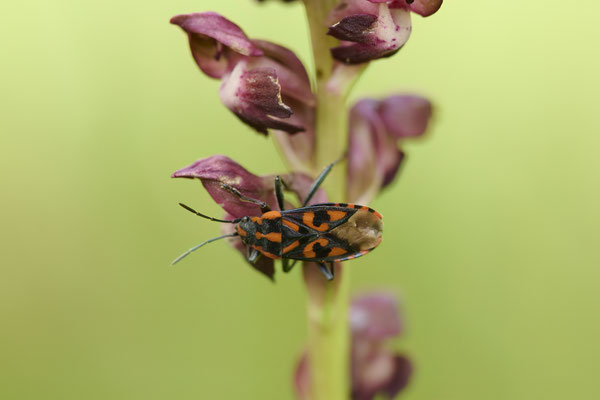 Wanzen-Knabenkraut - hier mit einer Wanze "Knappe" als Bestäuber