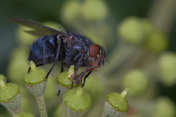 Nr. 04/06 - Blaue Schmeißfliege ? Oberhausen-Schmachtendorf Hiesfelderstraße 22.09.2018