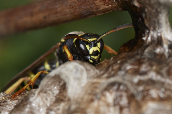 Nr.0695 - Nest 1 - Polistes /  Feldwespe - Gesicht der Arbeiterin 2 - OB Neue Mitte 2 - 51°29`17.47" 6°53`51.86" - (16.06.2019)