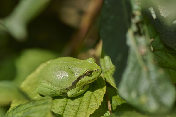Laubfrosch