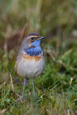 Blaukehlchen