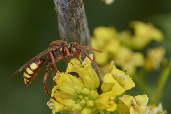 Nr.0403 - Nomada signata w - OB Neue Mitte 2 - 51°29`09.65" 6°53`45.26" - (02.05.2019)
