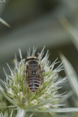 Megachile pilidens / Filzzahn-Blattschneiderbiene - Dinslaken Emschermündung - (18.08.2020)