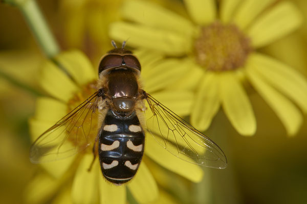Nr.21-2/01 - Mondfleck-Feldschwebfliege - Eupeodes luniger - OB Brammenring (08.11.2018)