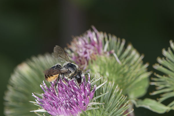 Megachile versicolor / Bunte Blattschneiderbiene - Dinslaken Emschermündung - (18.08.2020)