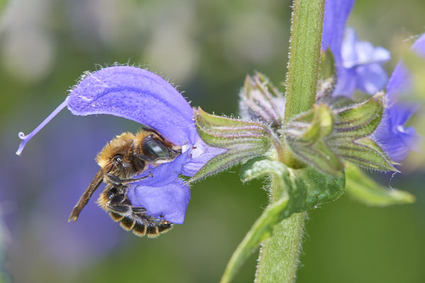 Nr.0617 - Osmia adunca / Natternkopf-Mauerbiene - GE-Buer Zeche Hugo - 51°34`09.98" 7°02`18.09" - (24.05.2019)
