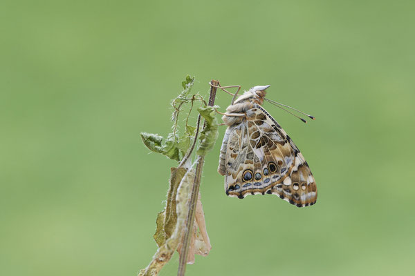 Distelfalter