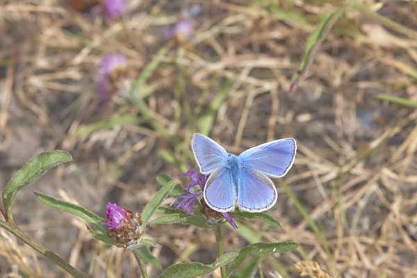 Bläuling - BOT Prosper Park - (04.07.2019)