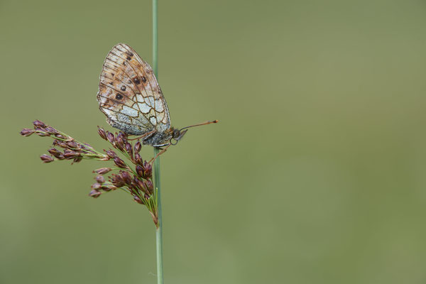 Violetter Silberfalter - (Urlaub im Allgäu / Bayern vom  08.07. bis 17.07.2022)