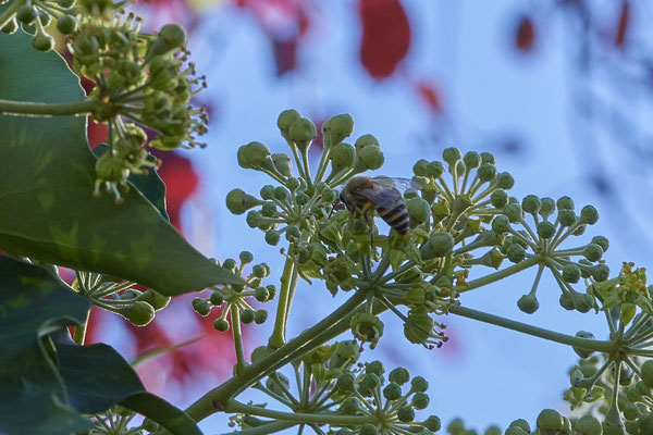 Nr. 6-3/01 - Colletes hederae (Efeu-Seidenbiene) - Dinslaken an der Emschermündung: Straße Rheinaue-4 (27.09.2018)