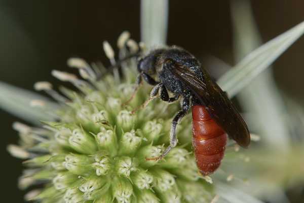Nr.1092 - Sphecodes albilabris / Riesen-Blutbiene - WES Rheinbrücke Büdericher Insel - 51°38`40.99" 6°36`30.54" - (09.08.2019)