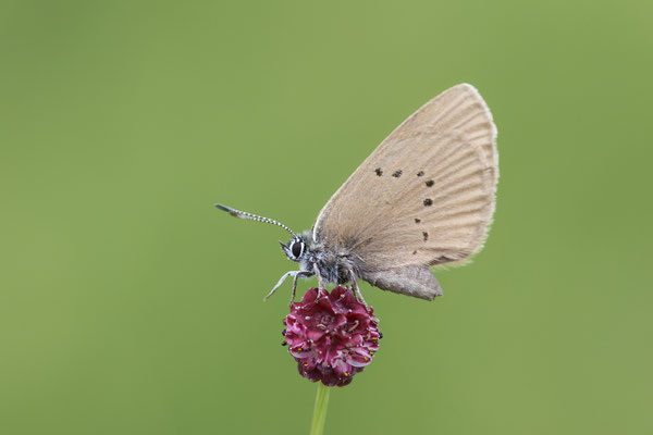 Dunkler Moorbläuling - (Urlaub im Allgäu / Bayern vom  30.06. bis 09.07.2023)